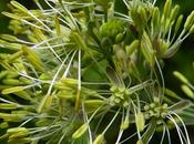 Pigamon rives (Thalictrum flavum)