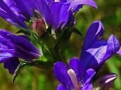 Campanule agglomérée (Campanula glomerata)