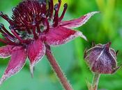 Potentille marais (Comarum palustre)
