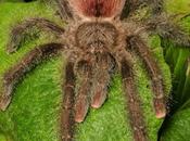 araignées peut-on faire animaux compagnie