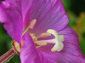 Épilobe hirsute (Epilobium hirsutum)