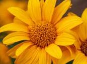 Kujawiak Viewer visionneuse autonome, simple rapide