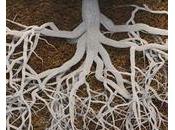 Crises Madagascar racines d’un chronique