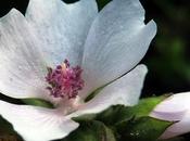 Guimauve officinale (Althaea officinalis)