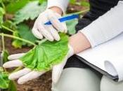 L'agriculture plus efficace conventionnelle contre maladies cultures