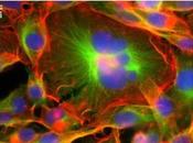 CELLULES CANCÉREUSES GÉANTES voyagent plus loin