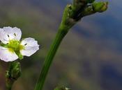Plantain d'eau lancéolé (Alisma lanceolatum)
