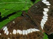 Petit Sylvain (Limenitis camilla)