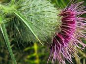 Cirse laineux (Cirsium eriophorum)