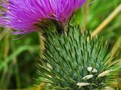 Cirse commun (Cirsium vulgare)