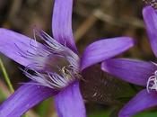 Gentiane d'Allemagne (Gentianella germanica)