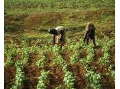 Subventions l’agriculture africaine fausse bonne idée