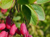 Berbéris commun (Berberis vulgaris)