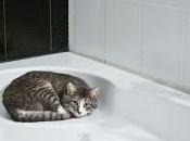 Comment donner bain chat