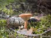 rencontre d'un cueilleur-vendeur champignons Suisse