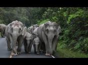 Khao patrouille éléphants, images sublimes vidéo