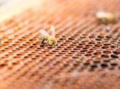 tiers abeilles françaises disparu quatre mois