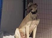 A.Raul levrier galgo craintif ayant connu horreur àadopter chez chiens galgos