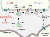 #Cell #réticulumendoplasmique #protéines EMC* requise pour initier topogénèse protéines membranaires