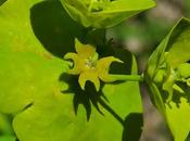 Euphorbe bois (Euphorbia amygdaloides)