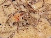 Jean Coussau Relais Poste Dîner