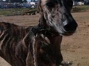 Pénélope histoire d'une petite galga pendue l'adoption chez chiens galgos