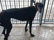 H.Paloma ans, lévrier galga noire adopter sous contrat associatif chiens galgos