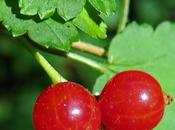 Groseillier rouge (Ribes rubrum)