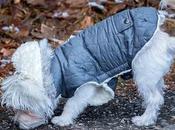 chien refuse sortir avec manteau faire