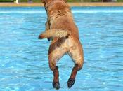 Comment apprendre chien nager
