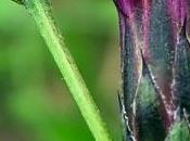 Serratule teinturiers (Serratula tinctoria subsp. tinctoria)