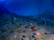 OCÉAN, plongée insolite