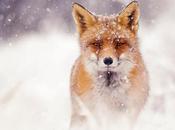 Bonnes fêtes avec renards photographiés sous neige