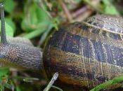 Escargots cagouilles charentaise