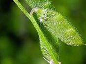 Vesce hérissée (Ervilia hirsuta)