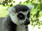 lemuriens, espece unique
