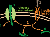 #thelancetendocrinologyandmetabolism #insuline #insulineperos #insulineglargine Efficacité innocuité l’insuline administrée versus insuline glargine voie sous-cutanée essai phase randomisé, double-aveugle