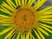 Inule feuilles saule (Inula salicina)