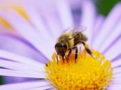 L'abeille heureuse