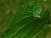 Maianthème deux feuilles (Maianthemum bifolium)