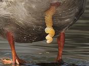 canard, serial lover