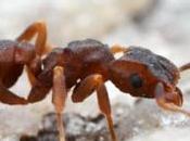 ANTIBIORÉSISTANCE mettait insectes dans pipeline