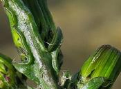 Séneçon vulgaire (Senecio vulgaris)