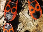 Punaise rouge, Gendarme (Pyrrhocoris apterus)