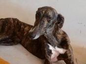 Fani jeune lévrier galga mois adopter chez chiens galgos