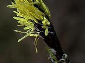 Laîche printannière (Carex caryophyllea)