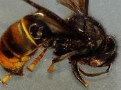 frelon asiatique L'agglomération Seine-Eure prendra charge frais destruction nids