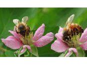 Guerre informationnelle phénomène mortalité abeilles France