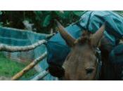 Affleck devant derrière caméra pour Ghost Army