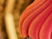 nouvelle création Café Pouchkine